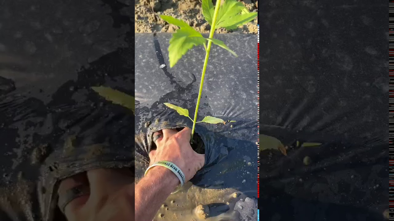 In The Weeds Prohibition Talk Radio Growers Guide w/ Thomas Morcombe - Conventional Hemp