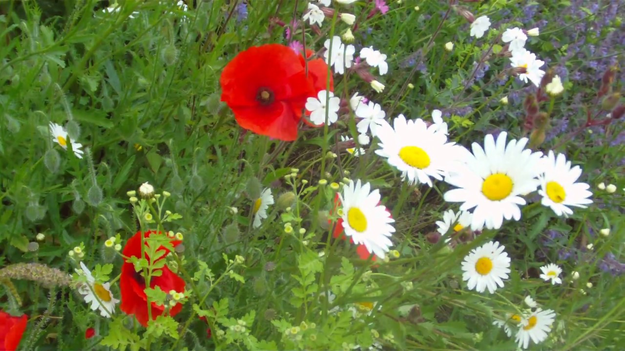 Growing Biodiversity For Nature June 2018 Wildflower Habitat