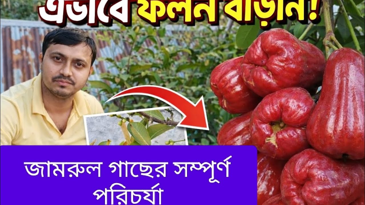 জামরুল গাছের সম্পূর্ণ পরিচর্যা।