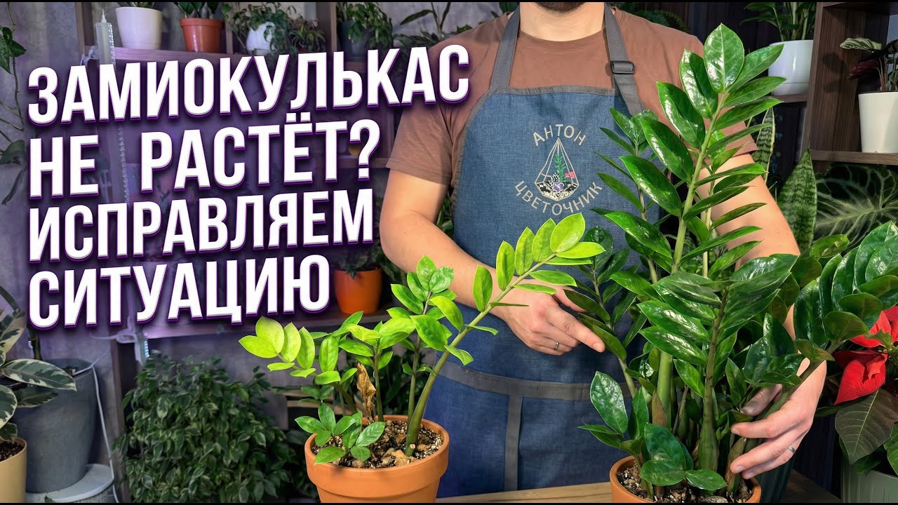 Замиокулькас не растёт: решаем проблемы
