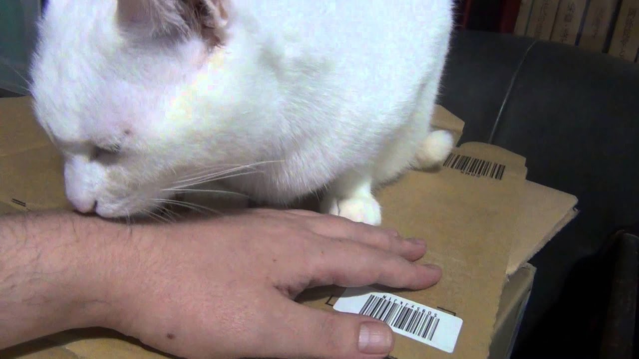 手を優しく舐めてくれる白猫ユキ♪ White cat Yuki licks my hand!