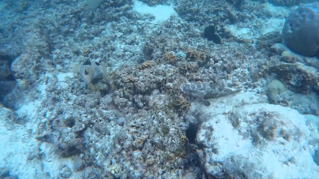 Best of Kuramathi Reef 2015