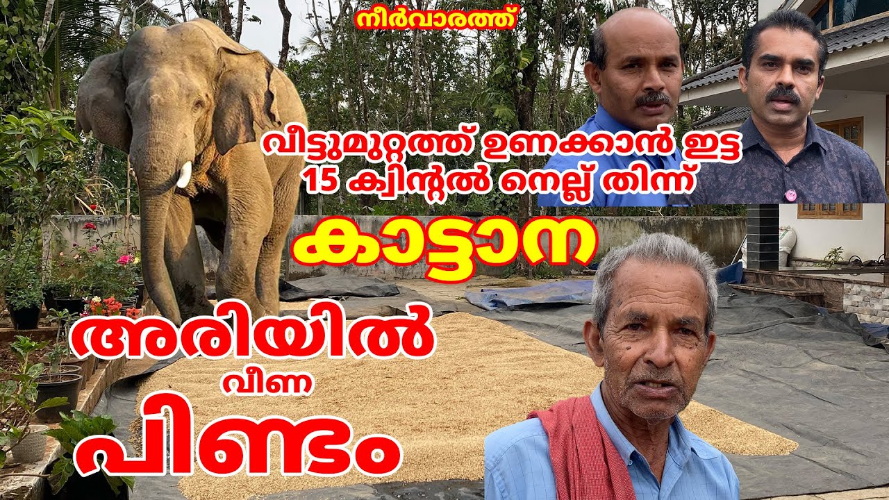 വീട്ടുമുറ്റത്ത് ഉണക്കാൻ ഇട്ട 15 ക്വിന്റൽ നെല്ല് തിന്ന് കാട്ടാന  #forest #elephant #wayanad