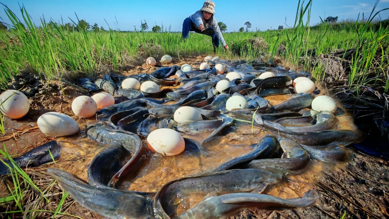 Top Video - A smart man catch a lot of fish & pick duck eggs in mud water after rain by skilled hand