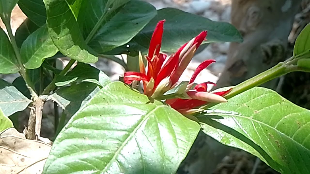  மாஸ் என்ட்ரி கொடுத்தஆதியை பார்த்து மிரண்டு போகும் மித்ரா பவானி சுதாகர் 25 பிப்