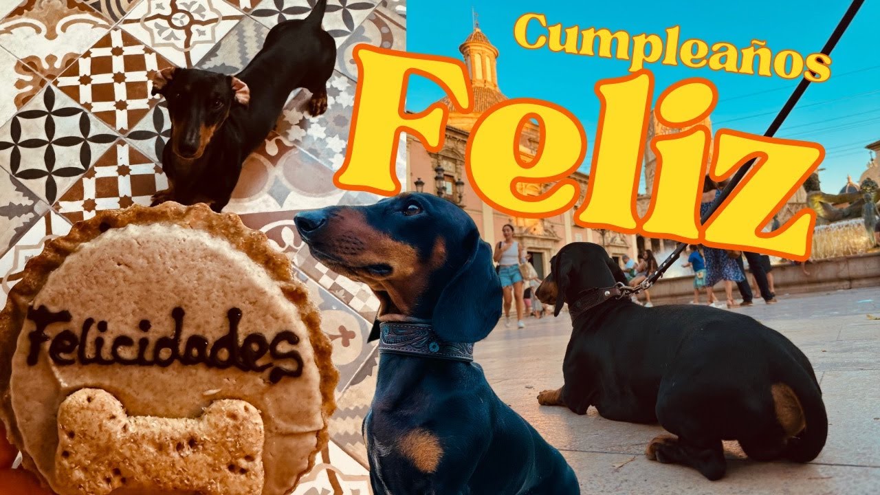Roomtour + Sausage hat Geburtstag 🐶🎉 #spanien #valencia #auswandern
