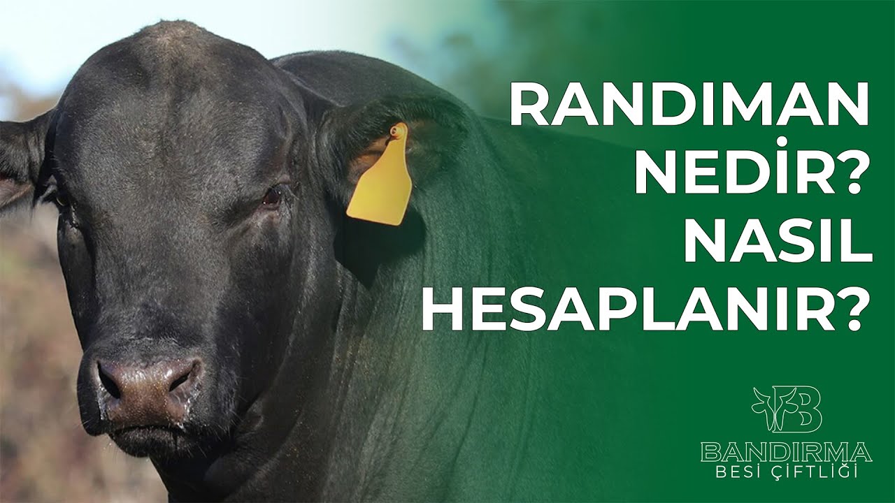🌿🌾🐂 Randıman nedir?