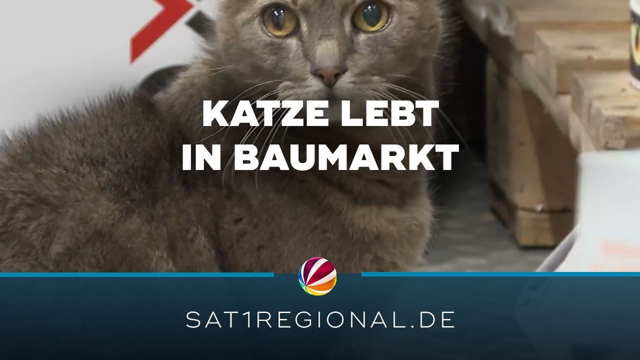 Katze lebt im Baumarkt: Lottis ungew&ouml;hnliches Zuhause in Pl&ouml;n