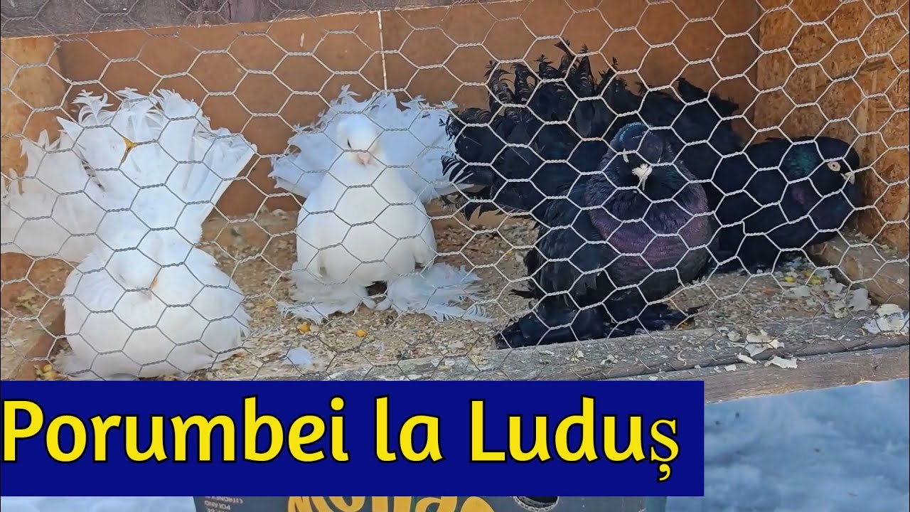 Targ porumbei Ludus 18.01.2026