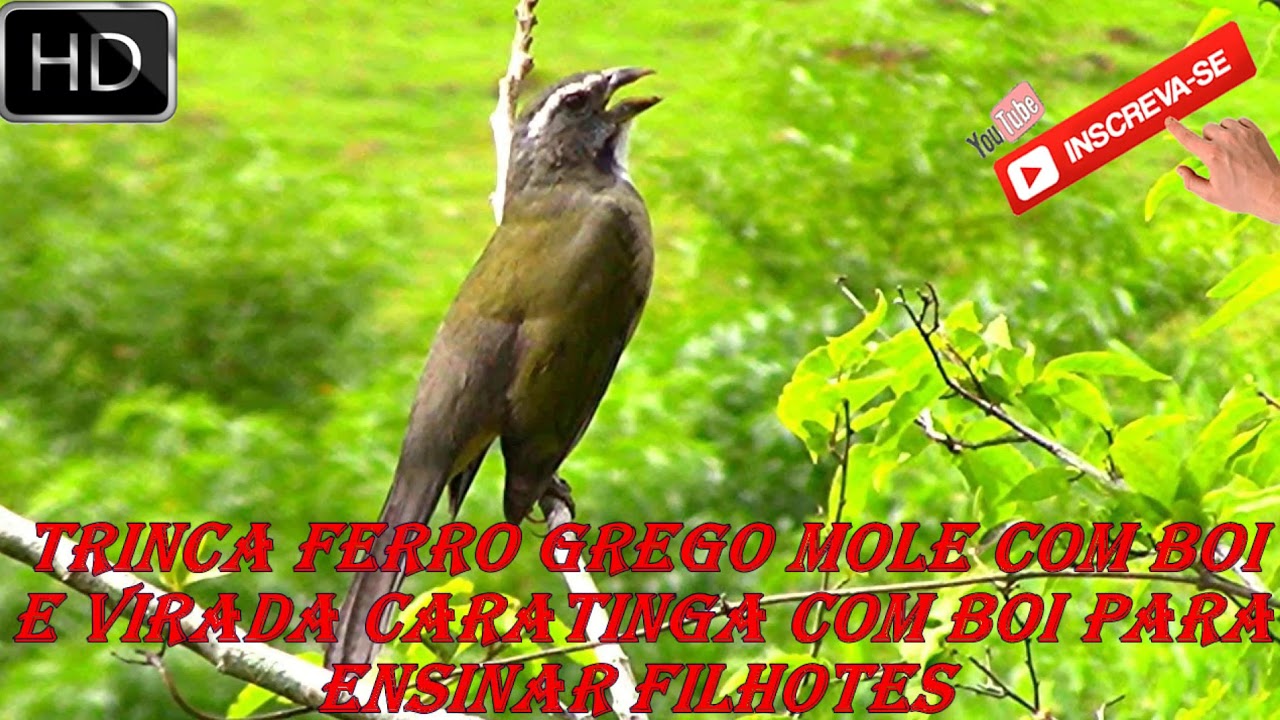 O Melhor Canto Trinca Ferro Grego Mole com Boi e Virada Caratinga com Boi para Ensinar Filhote Macho
