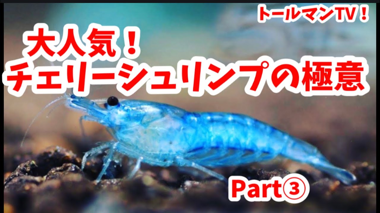 チェリーシュリンプの極意part 3