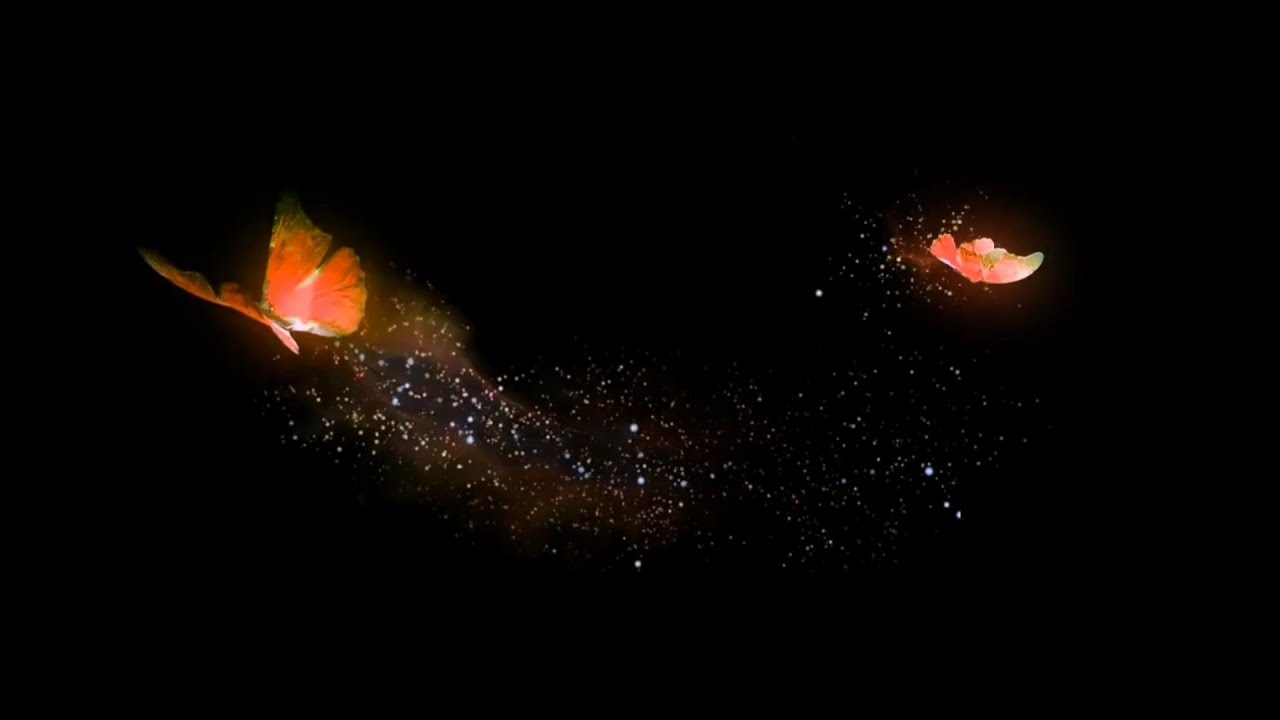 Orange Neon Butterfly Black Screen Animation l Butterfly Over Layer l Flying Butterfly Effect