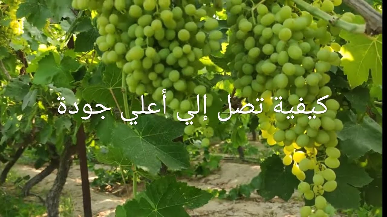 إنتبه قبل نزول الماء والسكريات في العنب البناتي Thompson seedless Grape 🍇