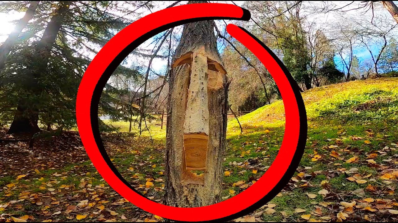 Tongue And Groove Tree Felling Technique