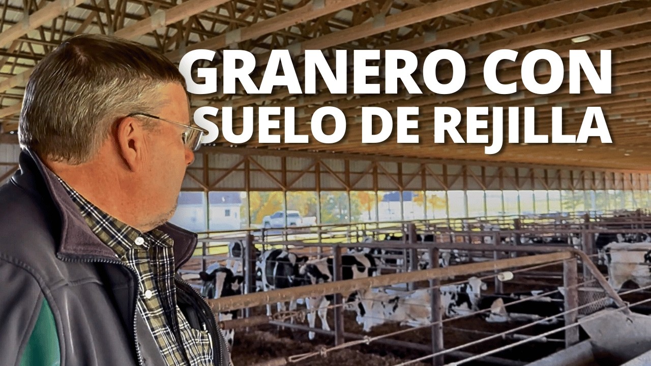 CRIANZA DE GANADO BLACK ANGUS Y CRUCES HOLSTEIN-ANGUS (BEEF ON DAIRY) 🇺🇸