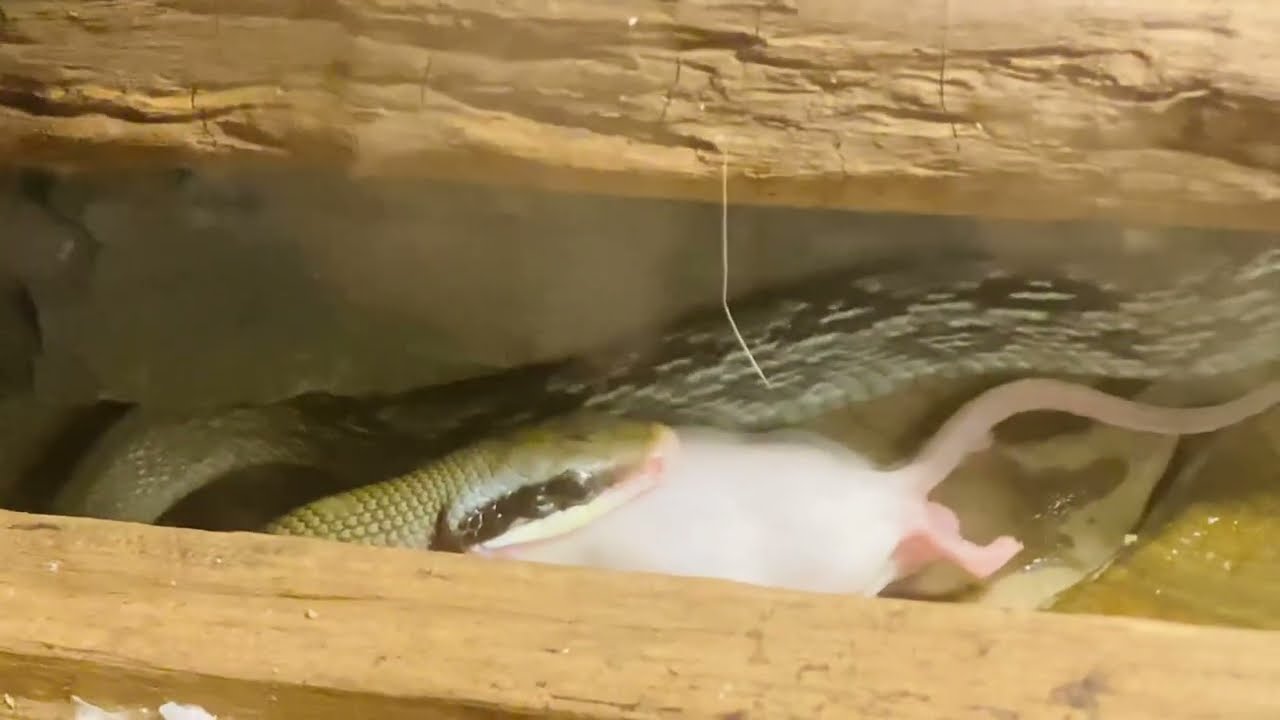 Vietnamese Blue Beauty Snake