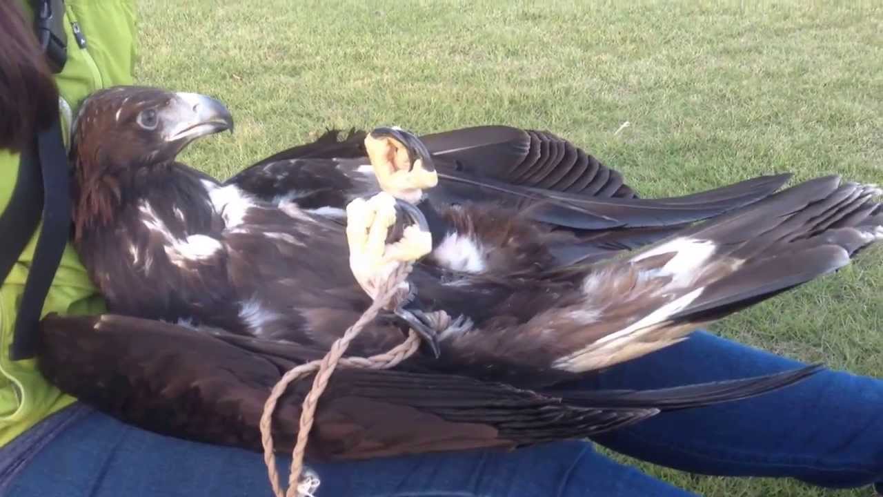 イヌワシ、リラックスタイム/golden eagle having a relaxing time