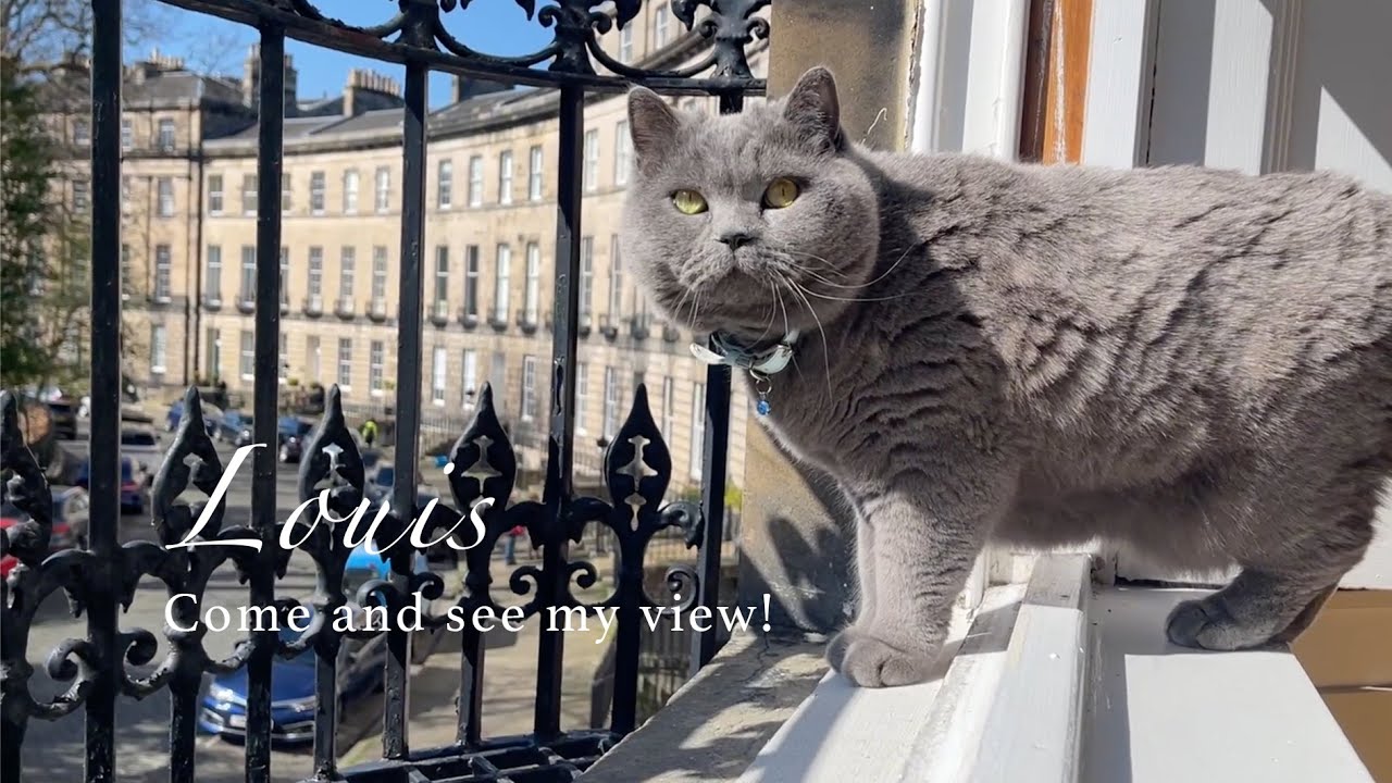 A sunny spring day in Edinburgh!  #cat #catlover #britishblue #britishshorthair #catvideos #cats