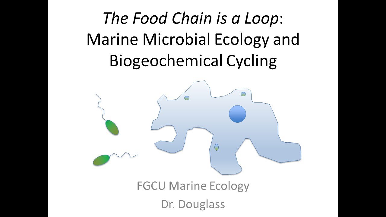 Marine Ecology Lecture: Microbial Ecology & Ocean Chemistry