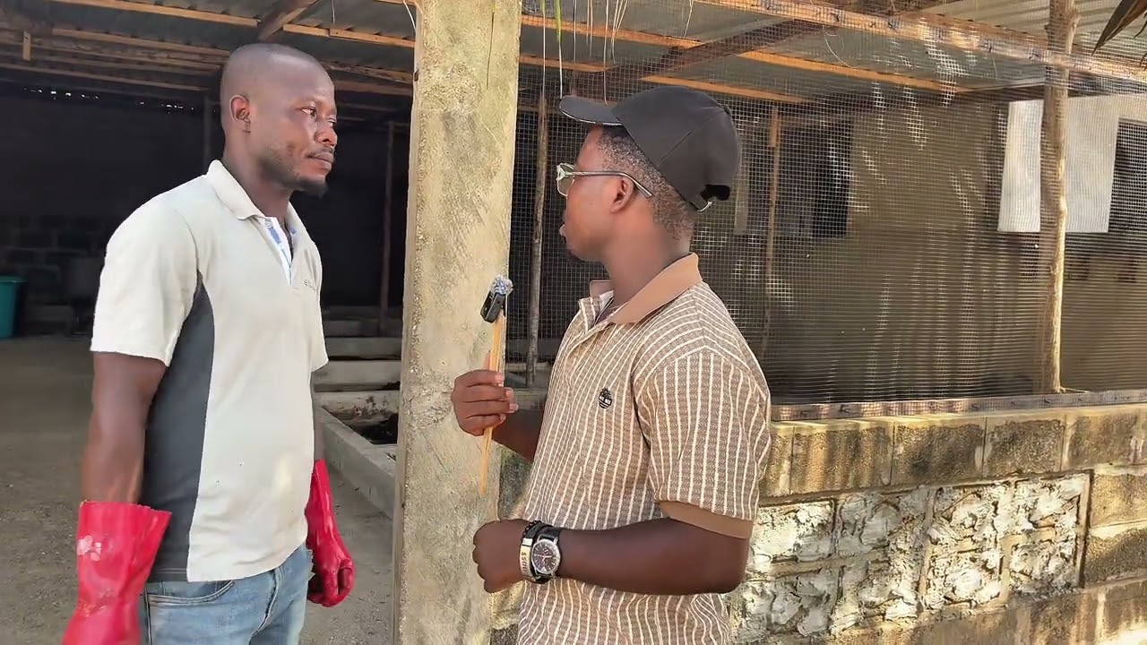Comment produir les larves de mouche soldats noir