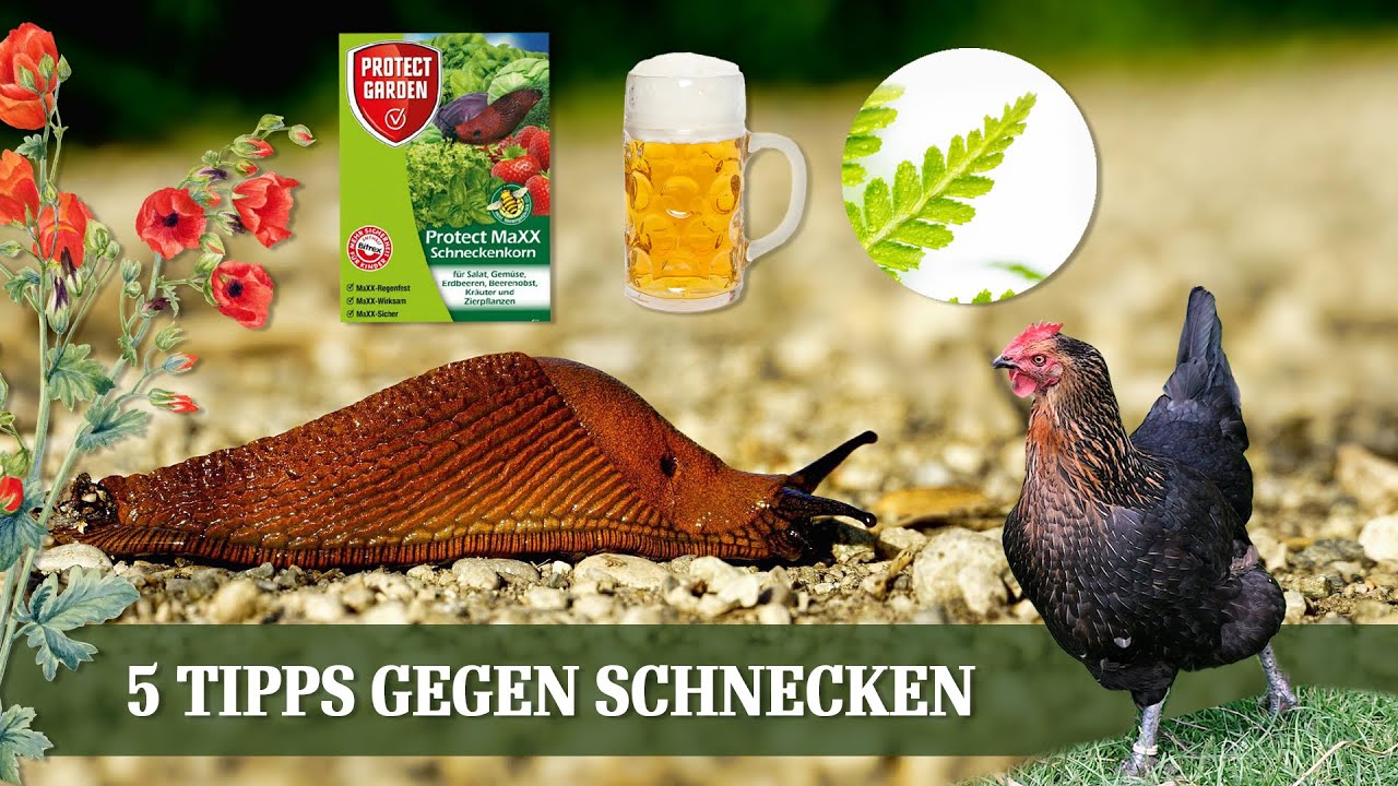 Das hilft wirklich gegen Schnecken - 5 Tipps und Mittel zur Schneckenbekämpfung