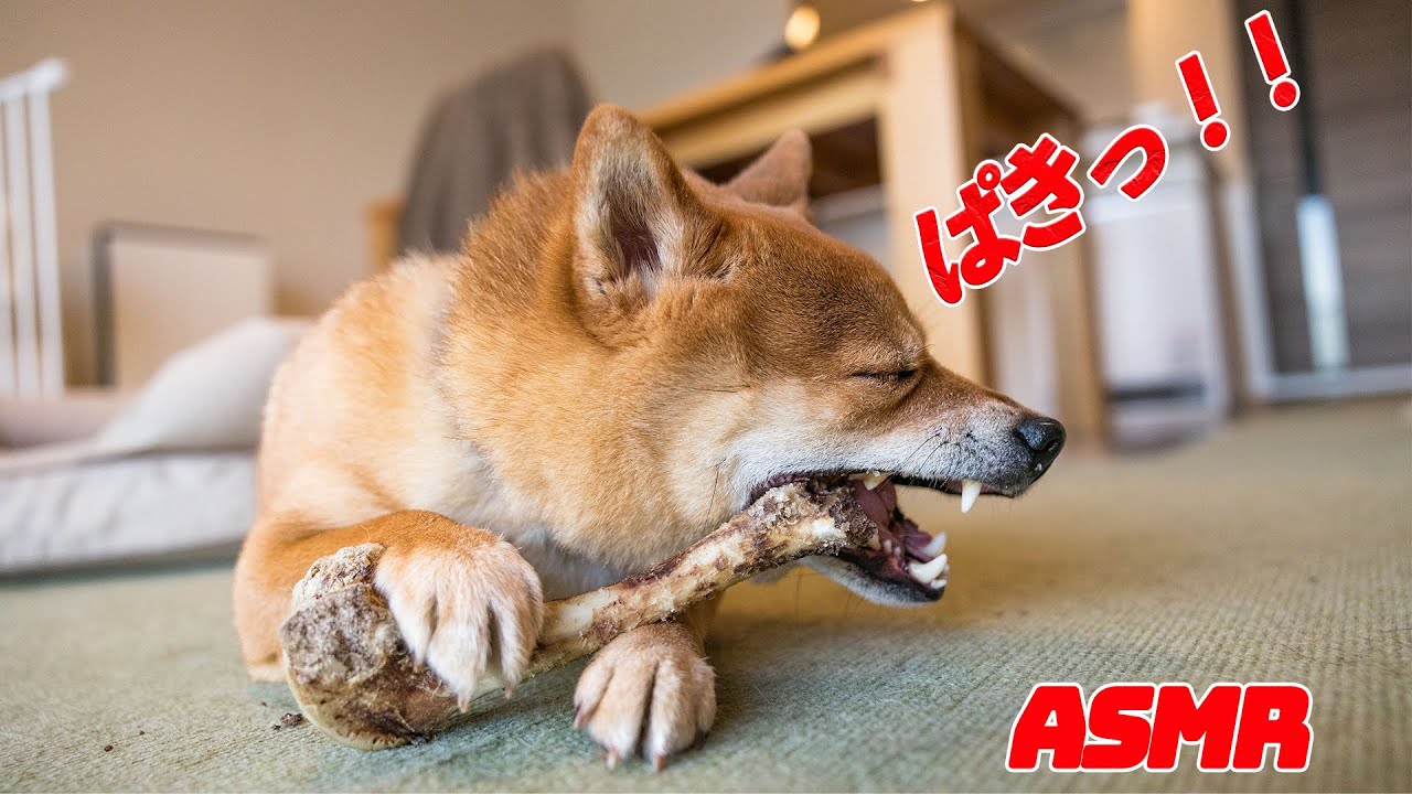 柴犬 咀嚼音 ASMR 豆柴に鹿の大腿骨 バキバキと噛み砕く音が心地良い