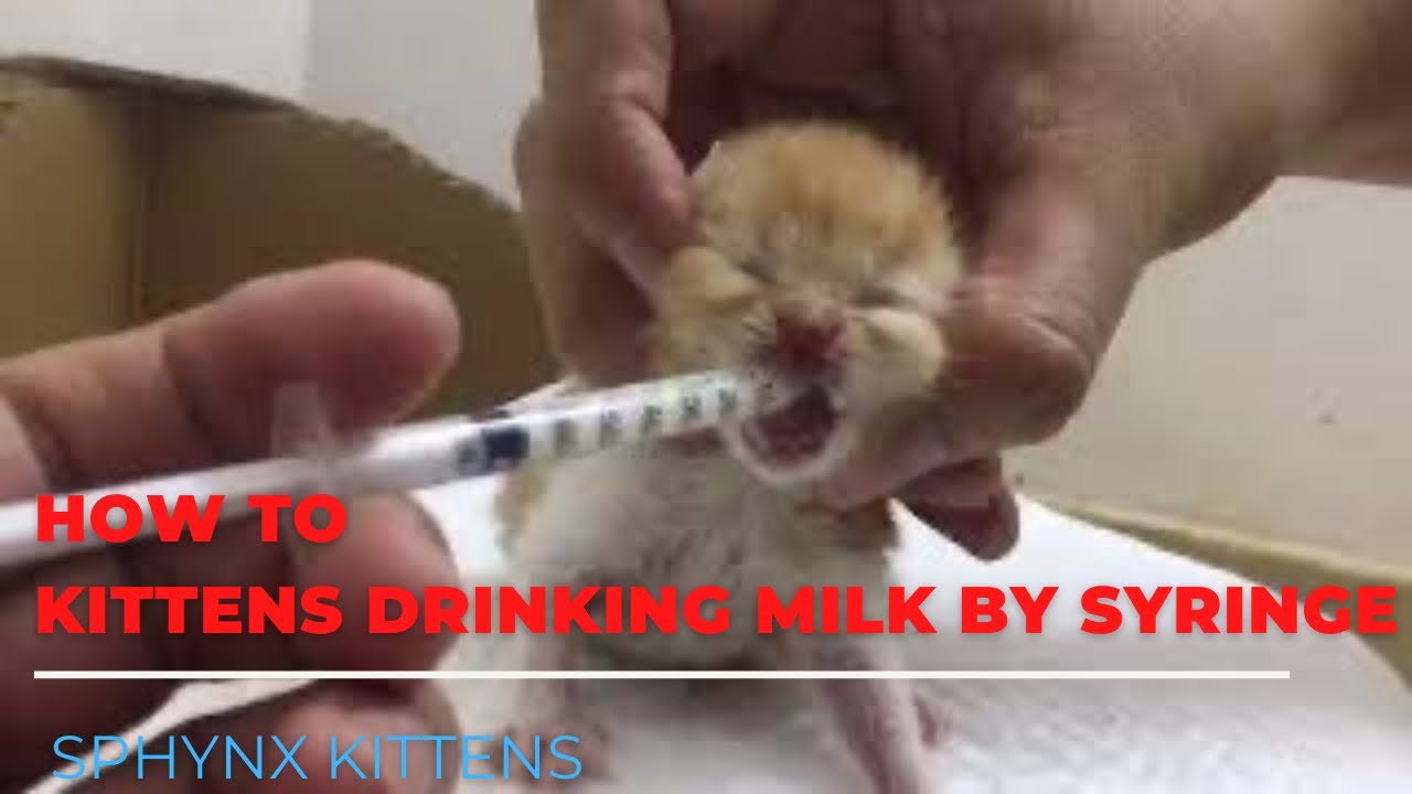 🥰HOW TO Kittens Drinking Milk By Syringe | Newborn kittens DRINKING MILK - FEEDING