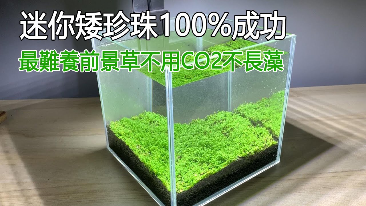 最難養前景草不用CO2不長藻迷你矮珍珠100%成功It is the simplest way to breed Hemianthus callitrichoides Cuba without CO2
