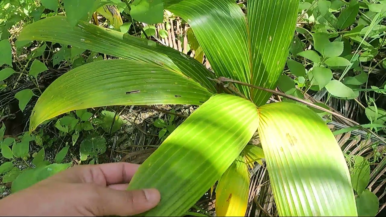 Остров Фуладу (Fulhadhoo), Мальдивы, август 2021, часть 1