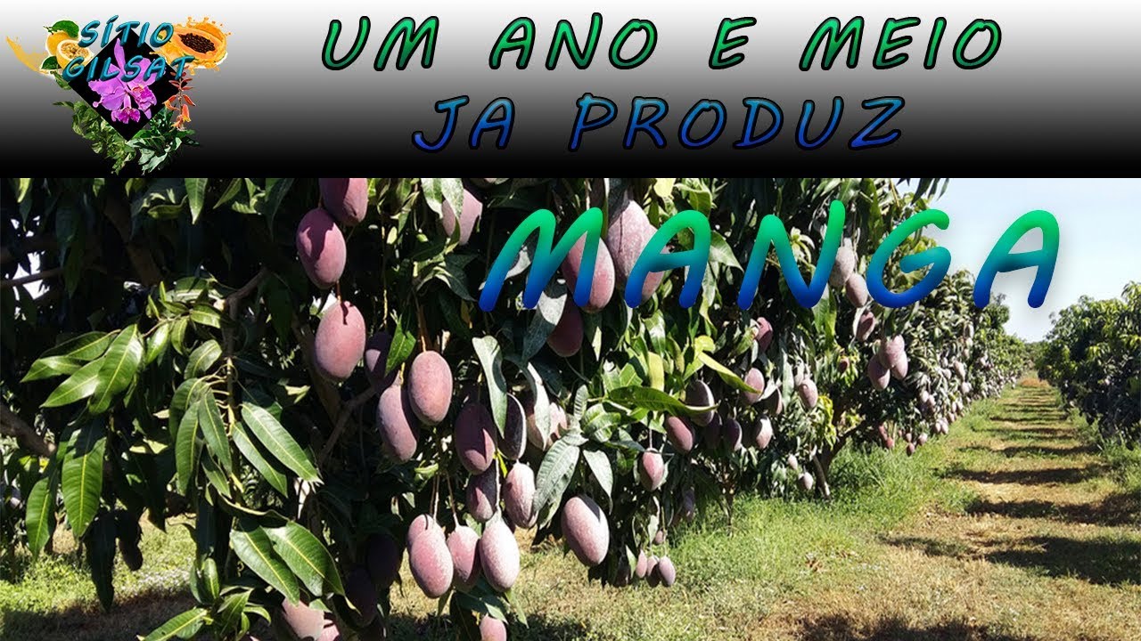 MANGA PRODUZ COM UM ANO E MEIO #SitioGilSat