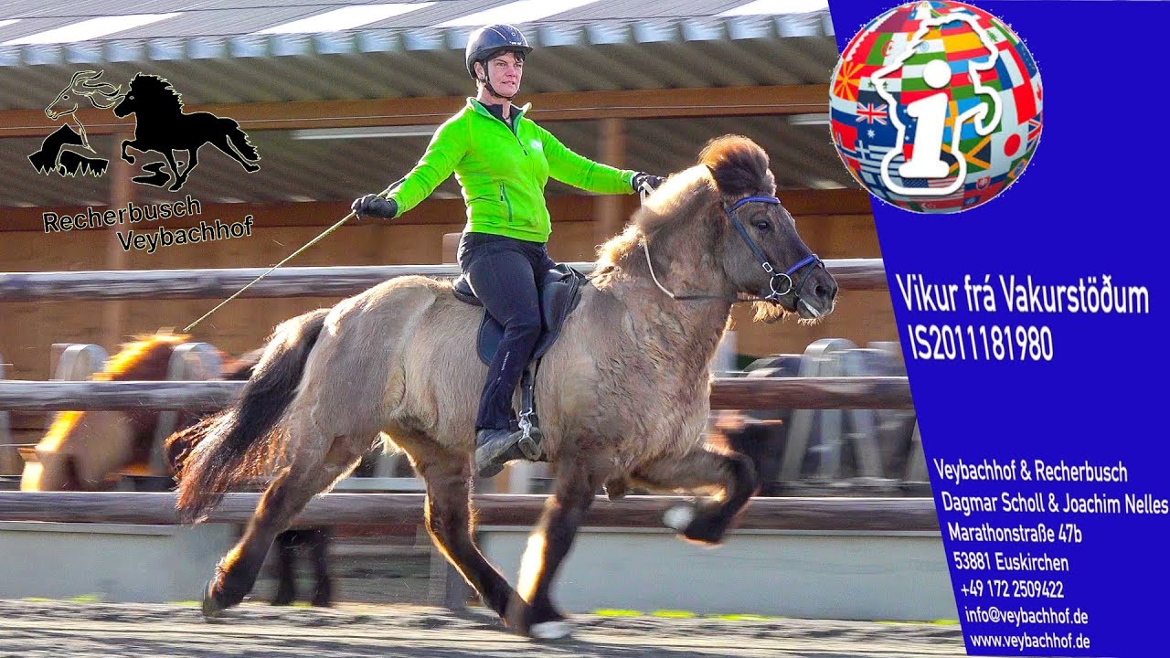 Unser Isl&auml;nder-Pony &bdquo;Vikur fr&aacute; Vakurst&ouml;&eth;um&ldquo; beim Isibless CYBERSALE 2021