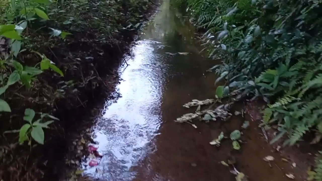wooow ඒ...video එකේ ලස්සන 😍❤️❤️💙🤝#environment #nature #natureenthusiast #naturelover #travel 