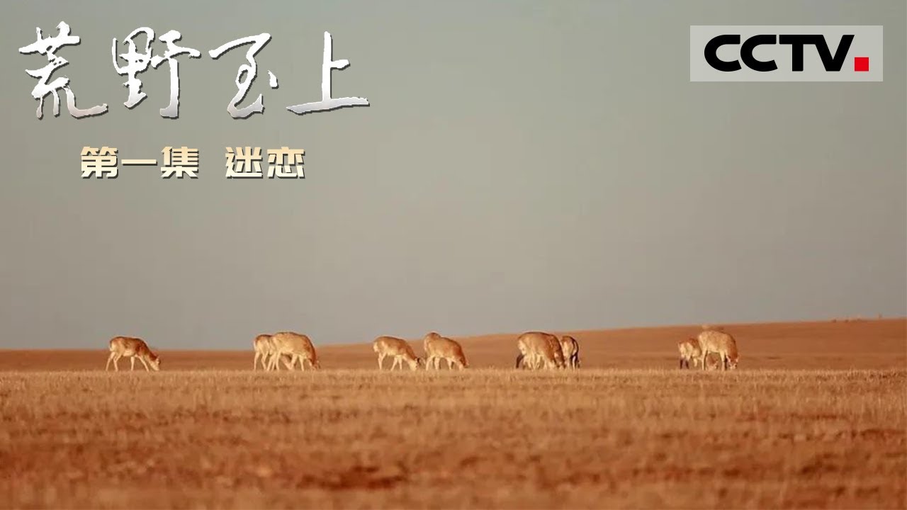 《荒野至上》 第一集 &ldquo;全世界最好的藏羚羊影像&rdquo;拍摄者竟是一名滑翔伞运动员？顾莹流露出了对青藏高原无尽的迷恋！【CCTV纪录】