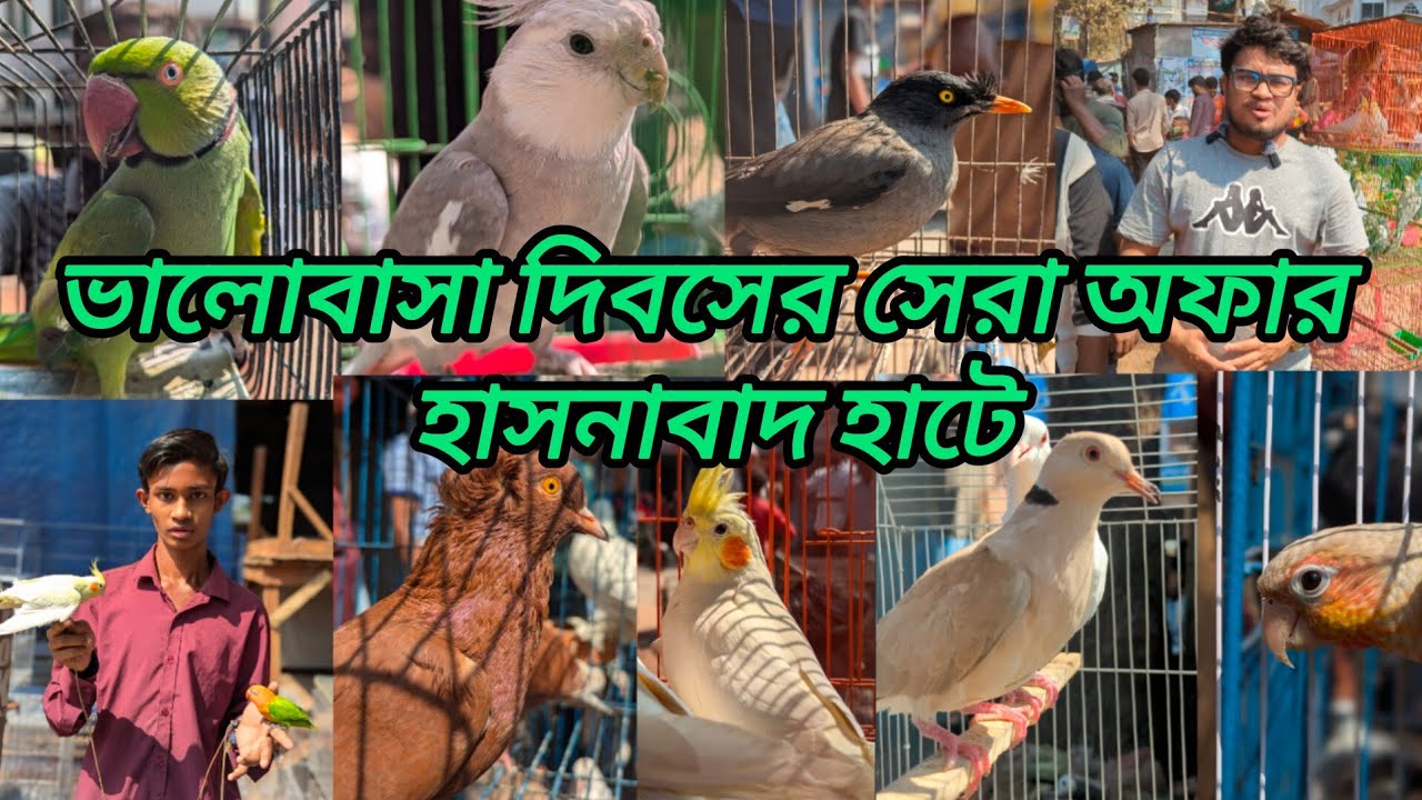ভালোবাসা দিবসের সেরা অফার হাসনাবাদ পাখির হাটে | Hasnabad pakhir hat |Bird market#hasnabad#viral#pets