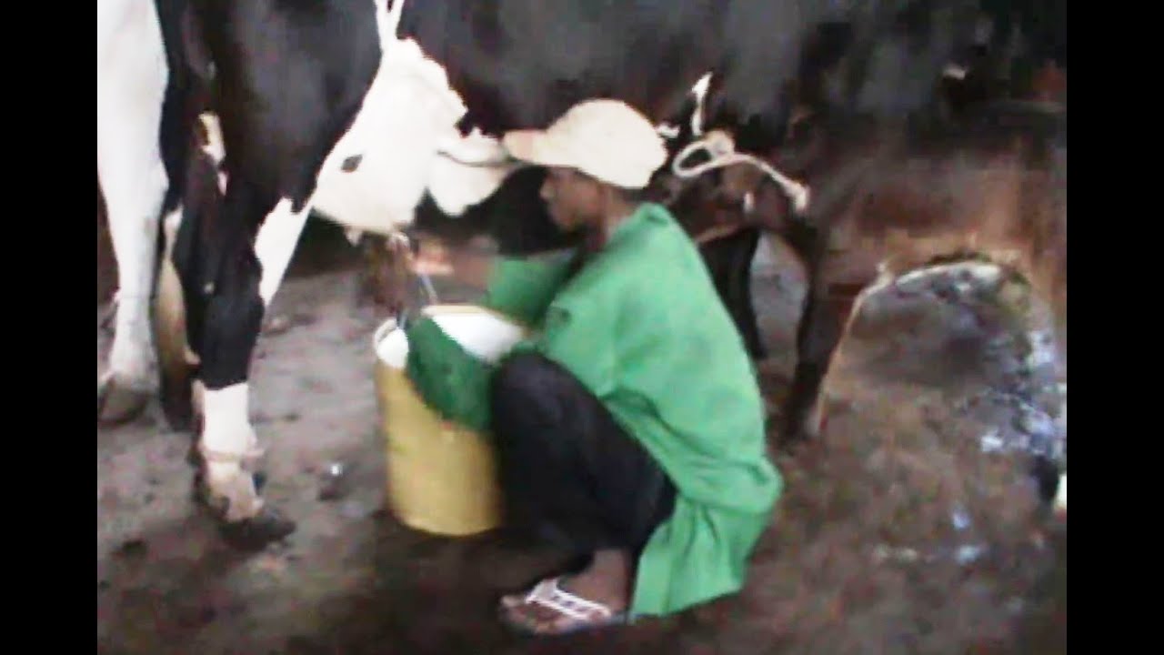 ELEVAGE DE VACHES LAITIERES GRANDES PRODUCTRICES DE LAIT A BAMAKO