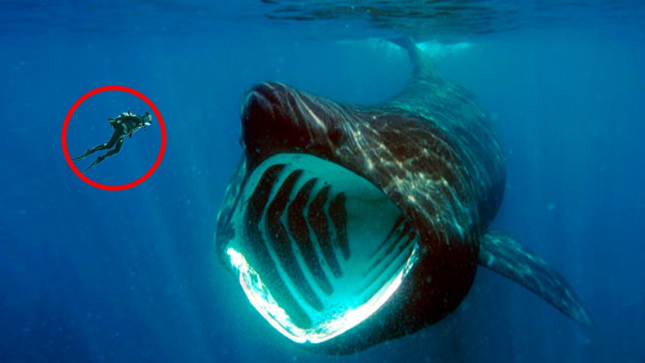 10 Scariest Creatures That Are Actually Harmless