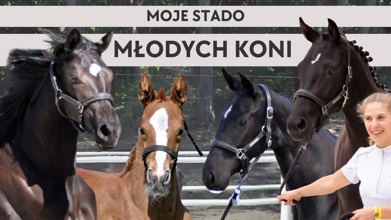 Młode konie w mojej hodowli