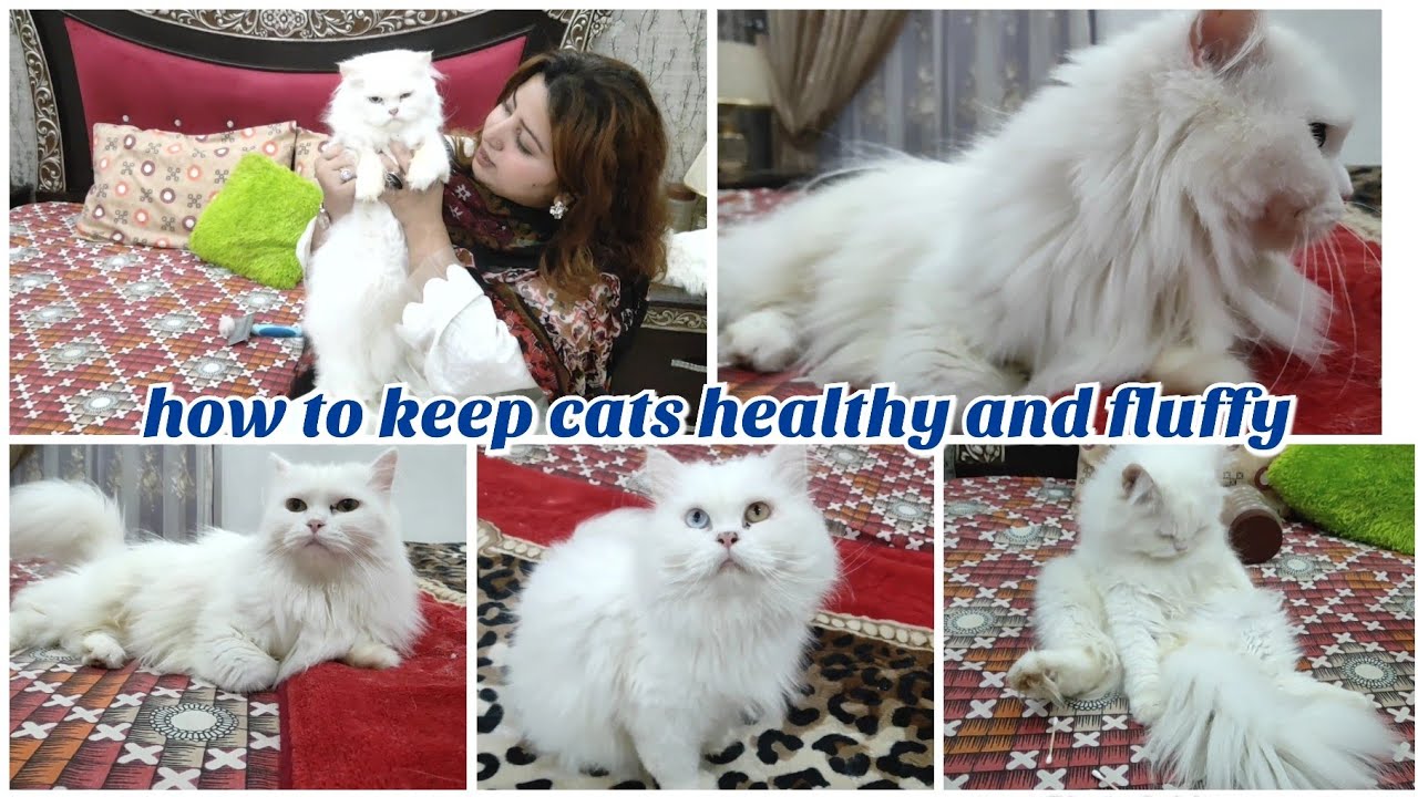 How to make cats healthy and fluffy | Persian cat grooming | the cats planet