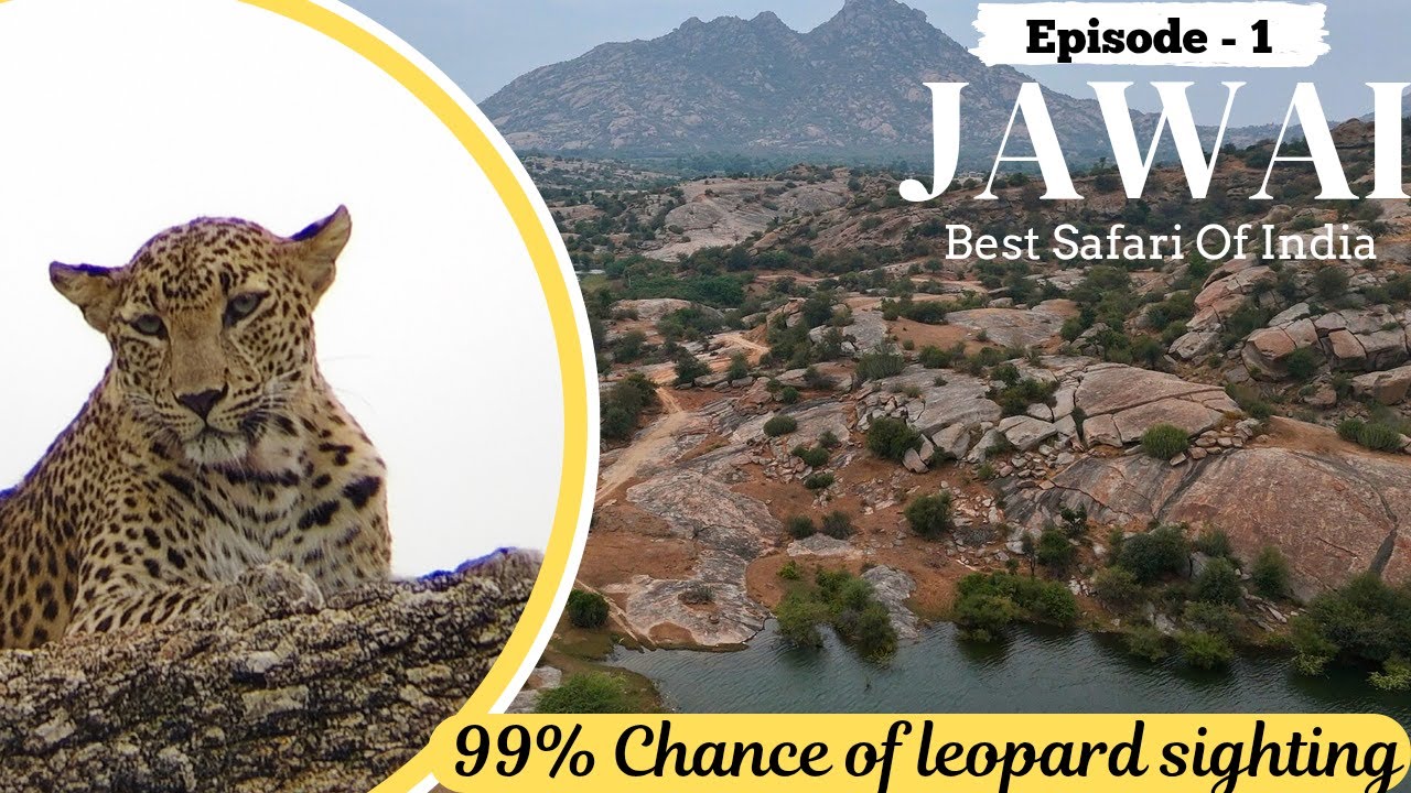 Jawai Leopard Safari & Jawai Dam Tour | Leopard Sightings & Best Spots | JAWAI | VISHAL JANI