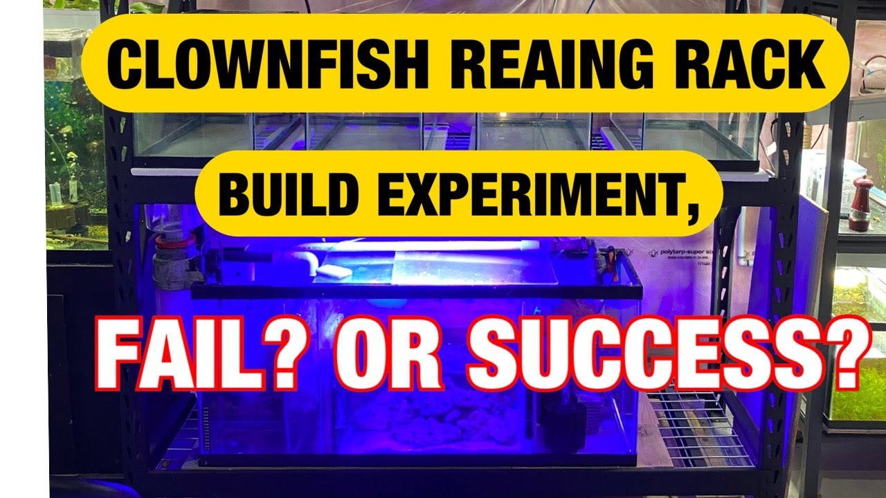 Clownfish rearing rack build experiment,  Fail or Success?