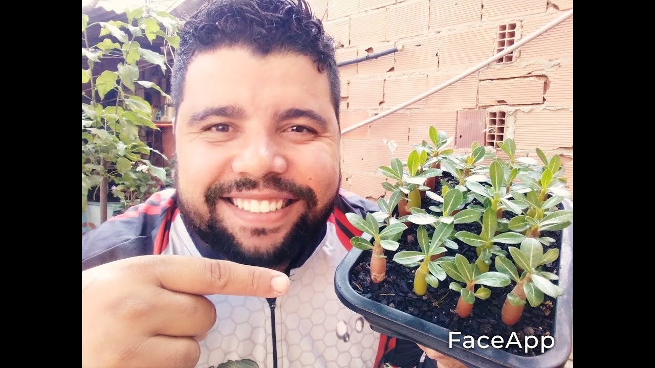 porque as mudinhas da rosa do deserto morrem oque fazer