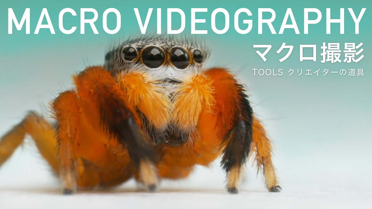 MACRO VIDEOGRAPHY｜マクロ撮影【TOOLS｜クリエイターの道具】ハエトリグモを撮る