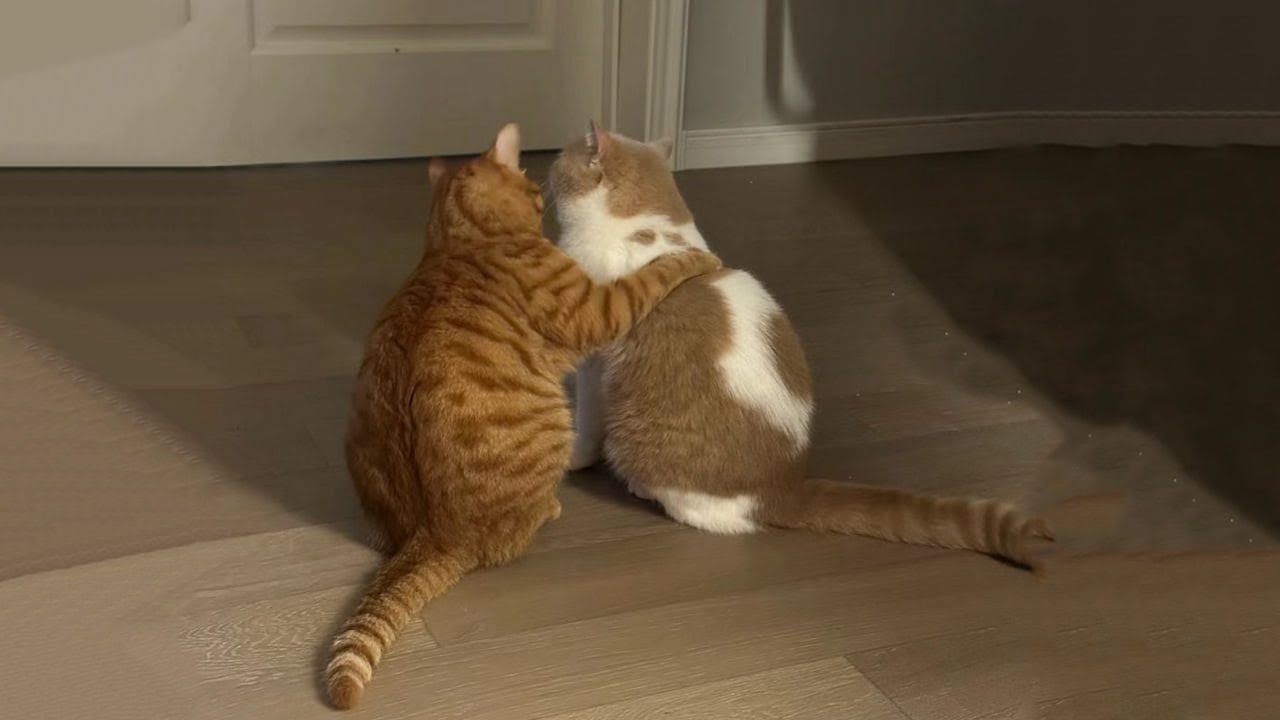 The Funniest Cat Videos 🐱 Try Not To Laugh Part 20