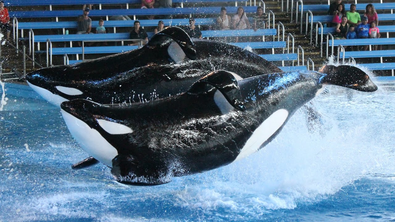 One Ocean (Full Shamu Show) at SeaWorld San Antonio - August 25, 2018