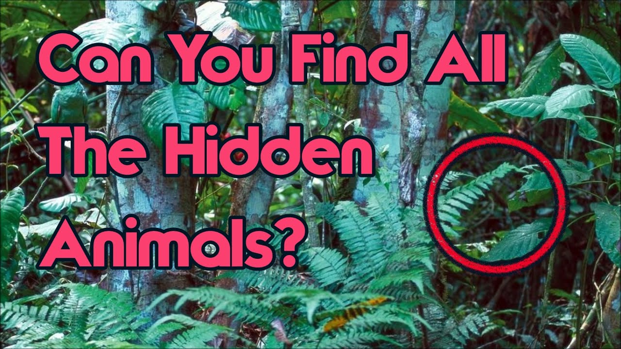 Can You Find All The Hidden Animals? Impossible Challenge!