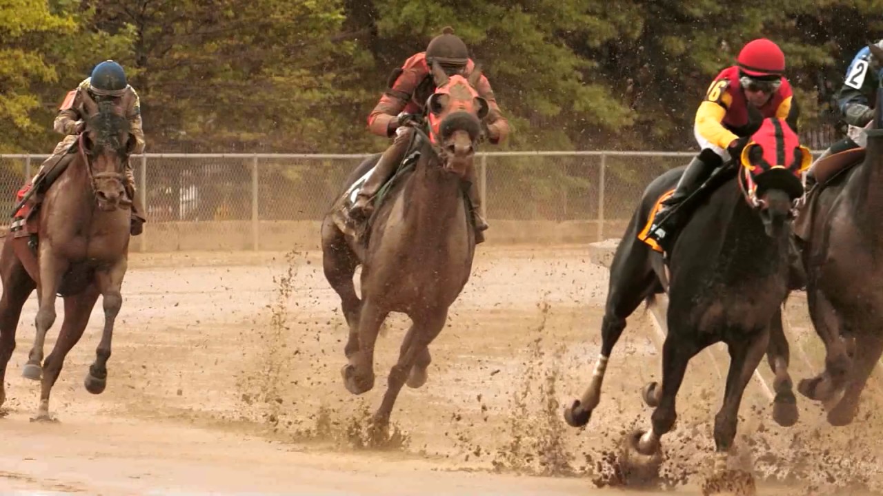 Horse racing in slow motion - running horses