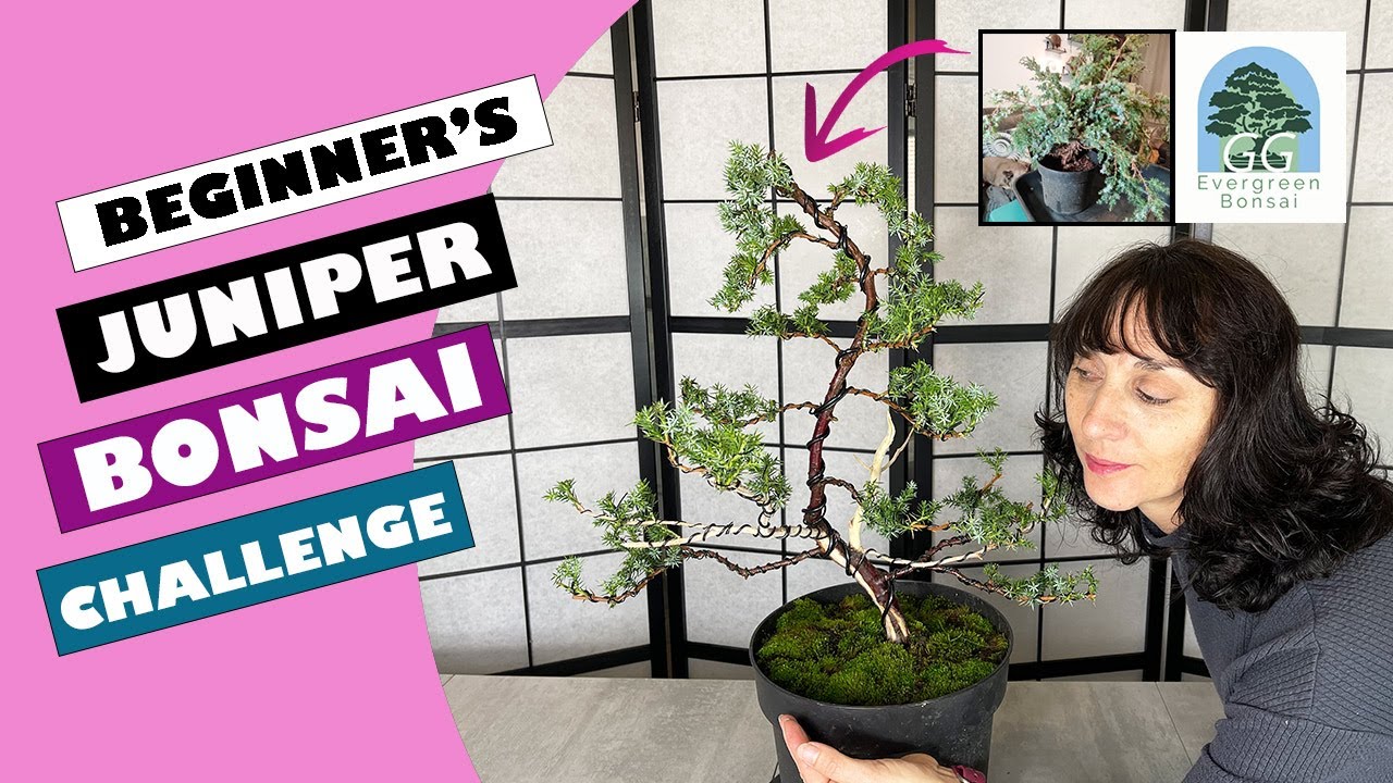 Beginner's Juniper from raw material Bonsai Challenge