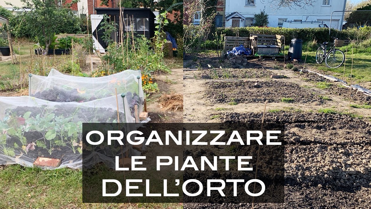 Organizzare le aiuole nell'orto per stagioni e consociazioni
