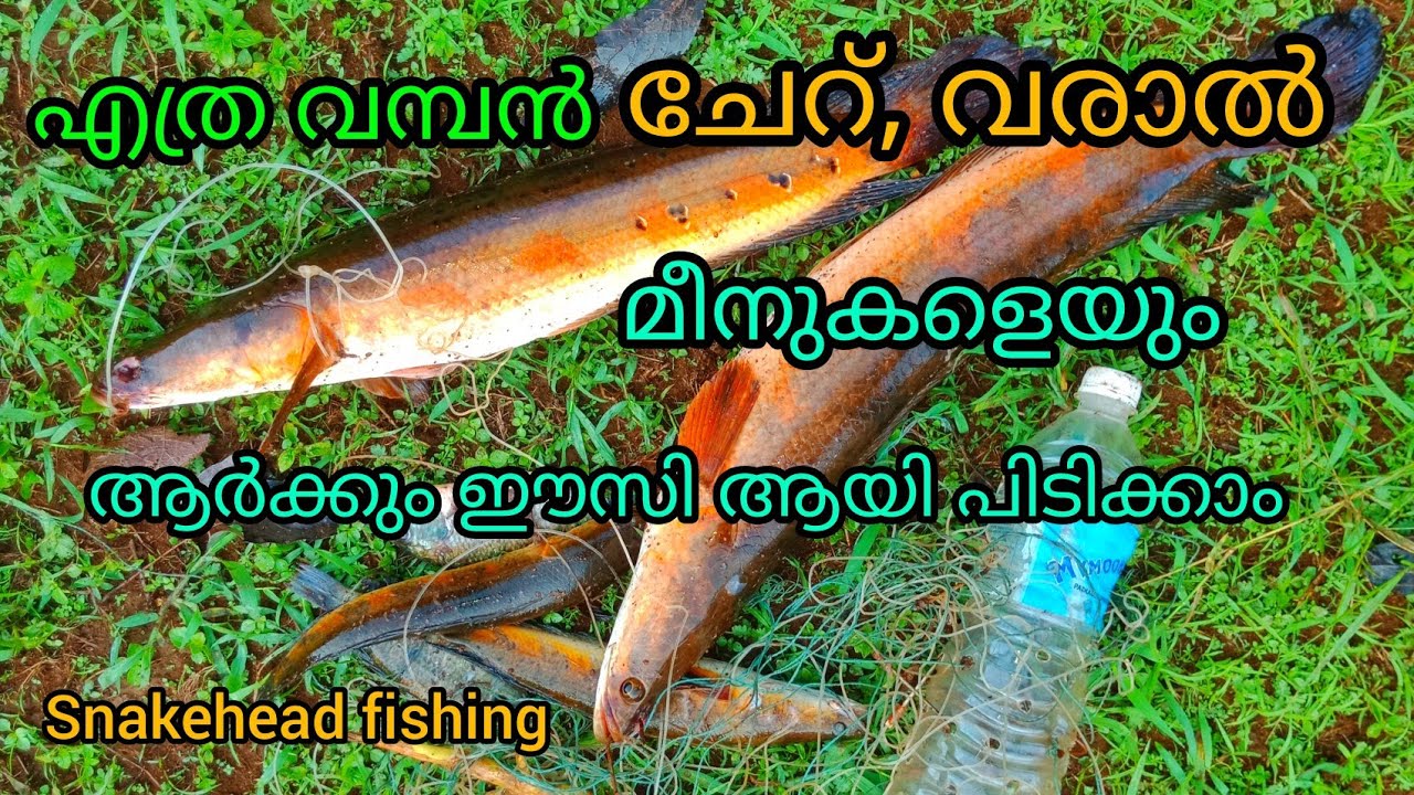 ചേറ് മീനെ പിടിക്കാൻ ഇത്രക്ക് എളുപ്പം ആയിരുന്നോ. ചൂണ്ട കുത്തി മീൻ പിടിക്കാം. Snakehead fishing