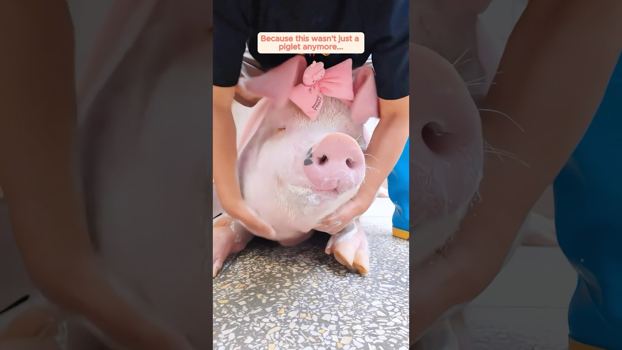 This woman found a mini pig in her backyard and the adopted it